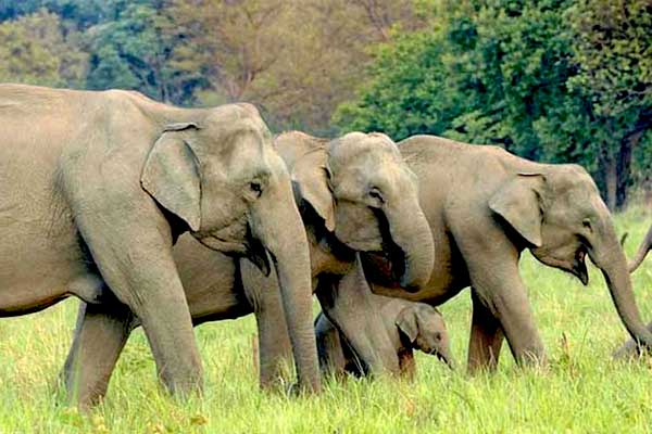 Jim Corbett Safari Tour